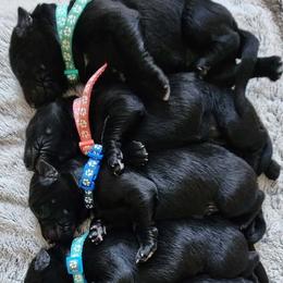 Peach - Black female German Shepherd puppy in White Cloud, Michigan from Von WestLynn German Shepherds