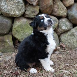 Grape - Black tri-color female Australian Shepherd puppy in Bristol, New Hampshire from NewFound Lake Aussies