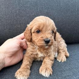 Seraphina - Red female Cavapoo puppy in Midland, North Carolina from Rocky River Cavapoos
