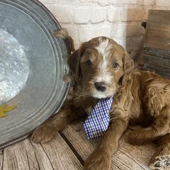 Double Doodle Puppies from North Texas Golden Mountain Doodles