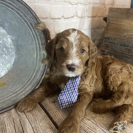 Double Doodle Puppies from North Texas Golden Mountain Doodles