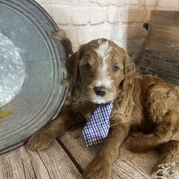 Double Doodle Puppies from North Texas Golden Mountain Doodles