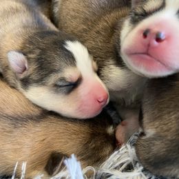 Pomsky Puppies from Goodness Gracious Pomskies