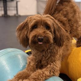 Goldendoodles from Gertie’s Goldendoodles