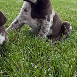 Last male available - Red merle male Catahoula Leopard Dog puppy in Manchester, Tennessee from Middle TN Leopard Catahoulas and Middle TN Bassett Hounds