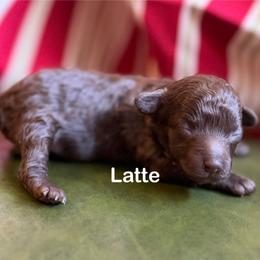 Latte - Brown female Poodle puppy in Ardmore, Oklahoma from The Poodles of Green Acres