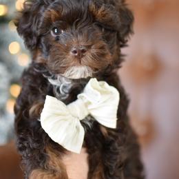 Jingle - Chocolate male Goldendoodle puppy in Berlin, Ohio from Doodle Babys