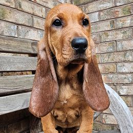 Mirabel - Red female Colombian Fino Hound puppy in Kingston, Tennessee from Fino Hounds USA