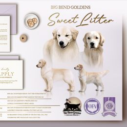 Golden Retriever puppies from Big Bend Goldens