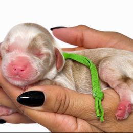 Enzo - Parti male Assorted Doodle Crosses puppy in Yuciapa, California from AlltheDoodlez_