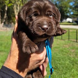 Male 1 - Chocolate male Labrador Retriever puppy in Andrews, South Carolina from Leyland Cypress Retrievers