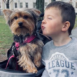 Biewer Terrier All Grown Up from Puppy boutique