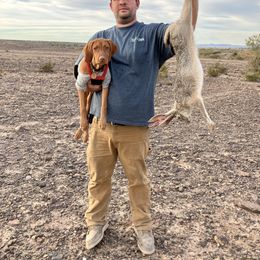 Vizsla Puppies from Reckless Rose Vizslas