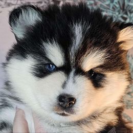 Pomsky Puppies from Pathfinder Pomskies