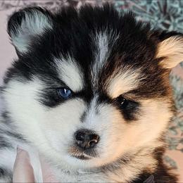 Pomsky Puppies from Pathfinder Pomskies