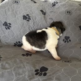 Pyrenean Mastiff Puppies from Mastini Sierra Pyrenean Mastiffs