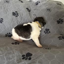 Pyrenean Mastiff Puppies from Mastini Sierra Pyrenean Mastiffs
