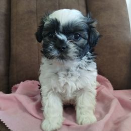 Havanese and Shih Tzu Puppies from Gnomies Furry Friends