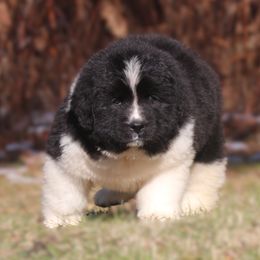 Candy - White and black female Newfoundland puppy in Kimball Twp, Michigan from Pine River Newfoundlands