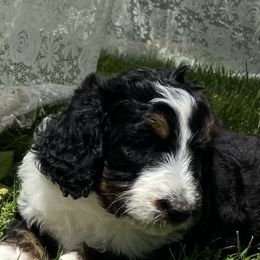 Bernedoodle and French Bulldog Puppies from Top of the Hill Frenchies
