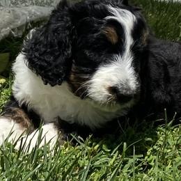 Bernedoodle and French Bulldog Puppies from Top of the Hill Frenchies