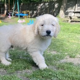 Boy 5 - male Goldendoodle puppy in Westbrook, Maine from Snowypaw Golden Retrievers