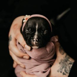 American Bully and Boston Terrier Puppies from Greenberg's Boston Terriers & Bullies of Metro Detroit