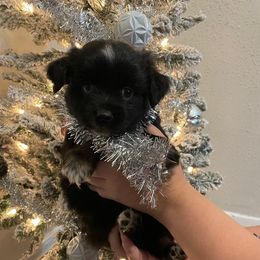 Clementine - Black tri female Miniature Australian Shepherd puppy in Brenham, Texas from Stone N Rose Kennels