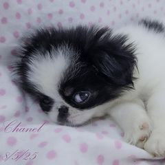 Chanel - Black tan and white female Japanese Chin puppy in Johnson City, Tennessee from Erin & Friends Japanese Chin