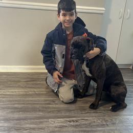 Zoey - Boxer