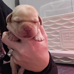 Labrador Retriever Puppies from Ruby Rose Labradors