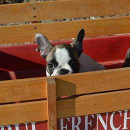 French Bulldog Puppies from Fancibul French Bulldogs