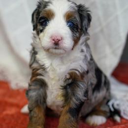 Fresno - Merle male Bernedoodle puppy in Dundee, Ohio from Down Home Doodle