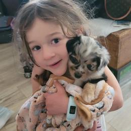 Miniature Australian Shepherd Puppies from Wonderland Aussies