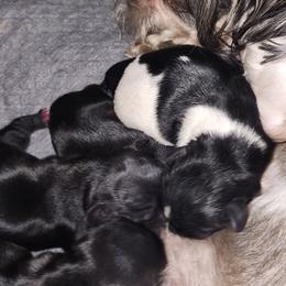 Shihtzu - Black and white male Shih Tzu puppy in Hillsborough, North Carolina from A Handful of Love Breeders.LLC