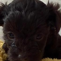 Truffle  The Chocolate Teacup Poodle - Brown female Poodle puppy in Queens, New York from Pawfect Soul Puppies