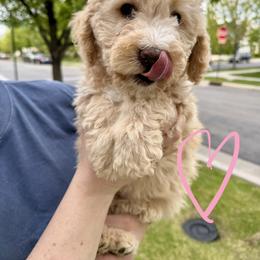 Bernedoodle, Cavalier King Charles Spaniel, and Poodle Puppies from Ellas.Pups (Bernedoodles & Cavapoos)