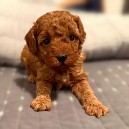 Edmund - Red  male Poodle puppy in Bells, Texas from Partridge Doodles and Poodles