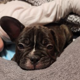 "Blitzen snuggling" French Bulldog Puppies from Fancy Frenchies