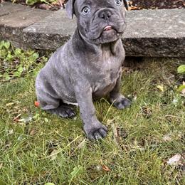 French Bulldog Puppies from Camarra King