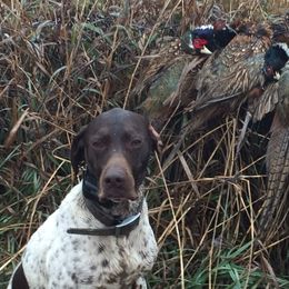 German Shorthaired Pointers from The Nosbisch Ranch Shorthaired Pointers