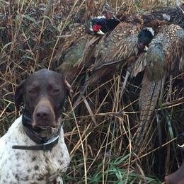 German Shorthaired Pointers from The Nosbisch Ranch Shorthaired Pointers