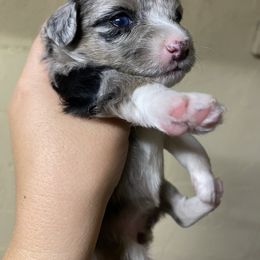 Aussiedoodle Puppies from Arizona Lane Doodles