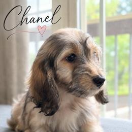 RESERVED - Chanel - Cream female Dachshund puppy in Pauls Valley, Oklahoma from Simply Happy Dachshunds