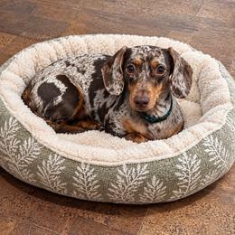 Ann - Dachshund