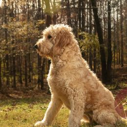 Enola - Goldendoodle