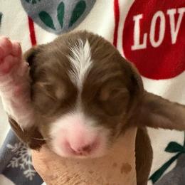 Dancer - Red tri male Miniature Australian Shepherd puppy in Kinsale, Virginia from Northern Neck Aussies