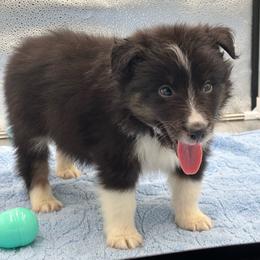 Boy 3 - Black white and tan male Shetland Sheepdog puppy in Pensacola, Florida from Nancy Barger's Siberian Huskies