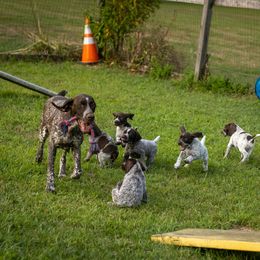German Shorthaired Pointer Puppies from Inspire German Shorthaired Pointers
