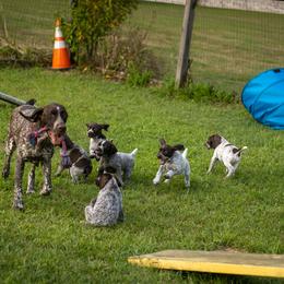 German Shorthaired Pointer Puppies from Inspire German Shorthaired Pointers
